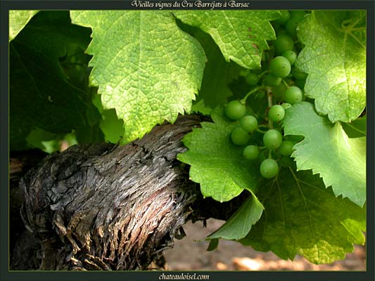 Vieilles Vignes du Cru Barréjats à Barsac