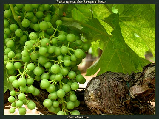 Vieilles Vignes du Cru Barréjats à Barsac