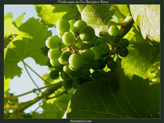 Vieilles Vignes du Cru Barréjats à Barsac