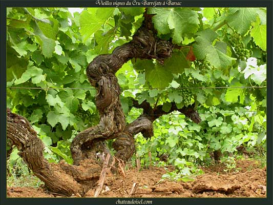 Vieilles Vignes du Cru Barréjats à Barsac