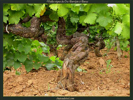 Vieilles Vignes du Cru Barréjats à Barsac