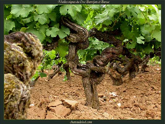 Vieilles Vignes du Cru Barréjats à Barsac
