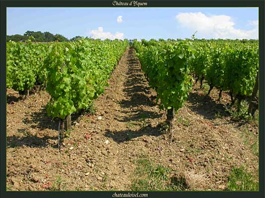 Château d'Yquem