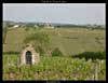 Vignes des Coteaux du Layon