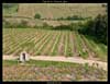 Vignes des Coteaux du Layon