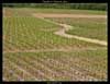 Vignes des Coteaux du Layon