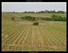 Vignes des Coteaux du Layon