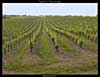 Vignes des Coteaux du Layon (près de Chaume)