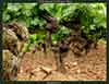 Vieilles Vignes de Cru Barréjats