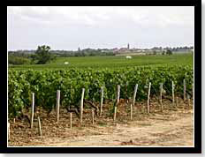 Vignes du Château Sociando Mallet