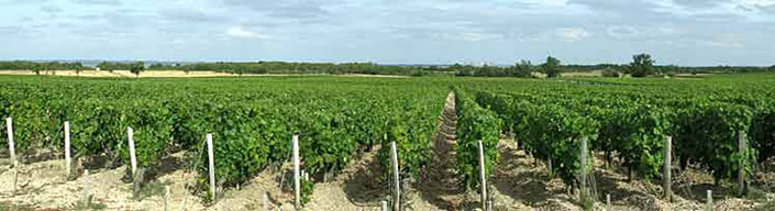 Château Sociando Mallet - Les vignes