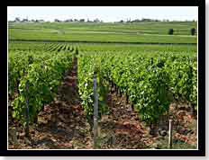 Vignes Château Sociando Mallet