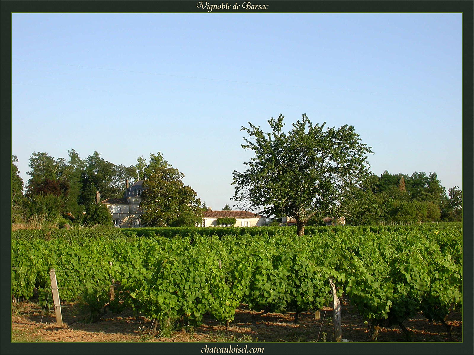 Vignes de Barsac