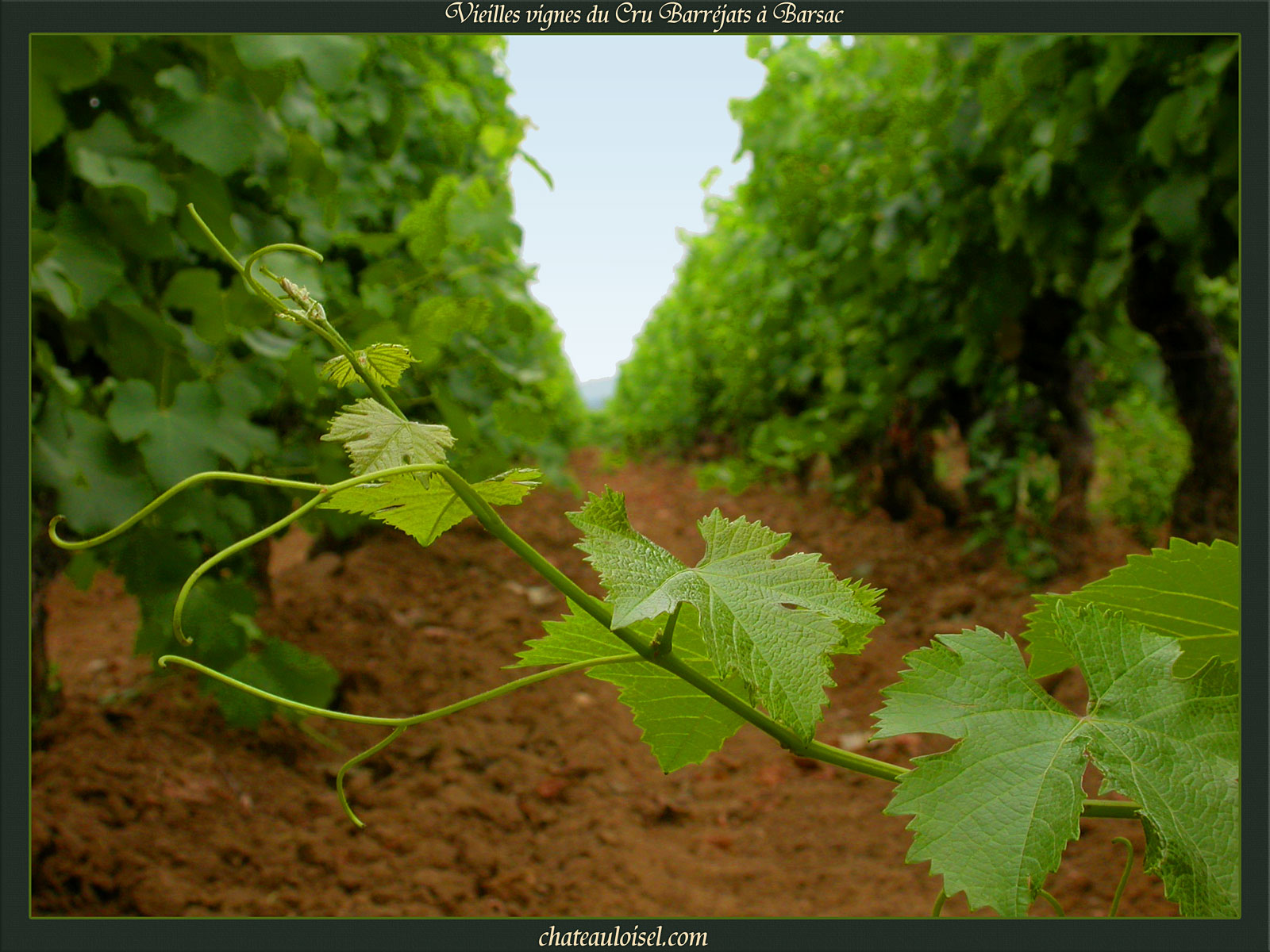 Vieilles Vignes du Cru Barréjats à Barsac