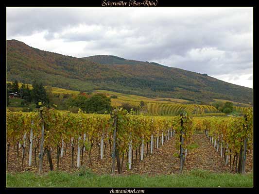 Photos de vignes d'Alsace