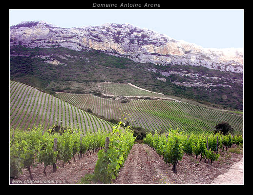 Domaine Antoine Arena