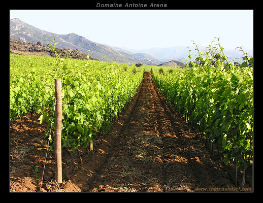 Domaine Antoine Arena