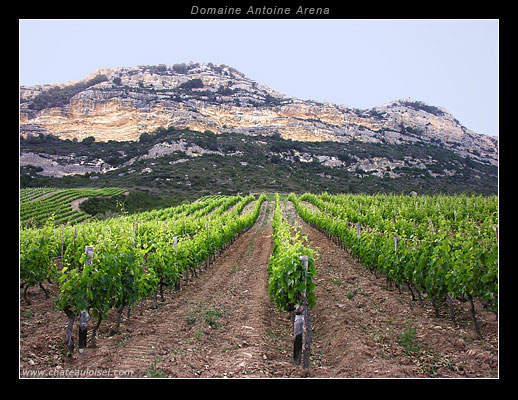 Domaine Antoine Arena