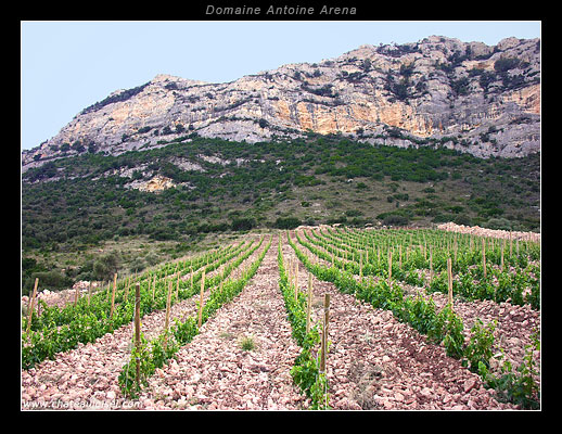 Domaine Antoine Arena