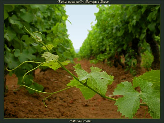 Vieilles Vignes du Cru Barréjats à Barsac